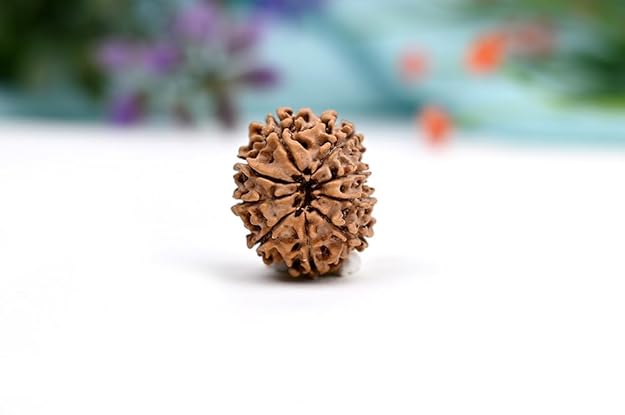 9 Mukhi Nepali Siddh Rudraksha | Rare Nav Durga Rudraksha for Power & Spiritual Awakening